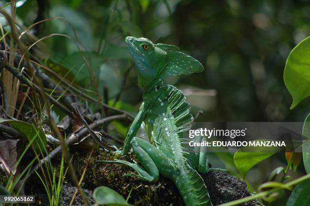 basilisk lizard - manzana stock pictures, royalty-free photos & images