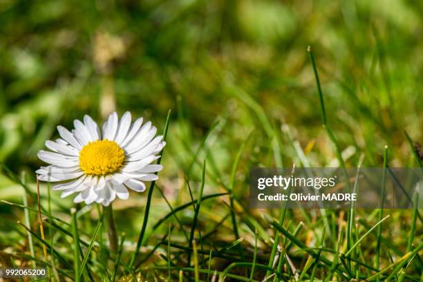 single daisy flower - madre 個照片及圖片檔