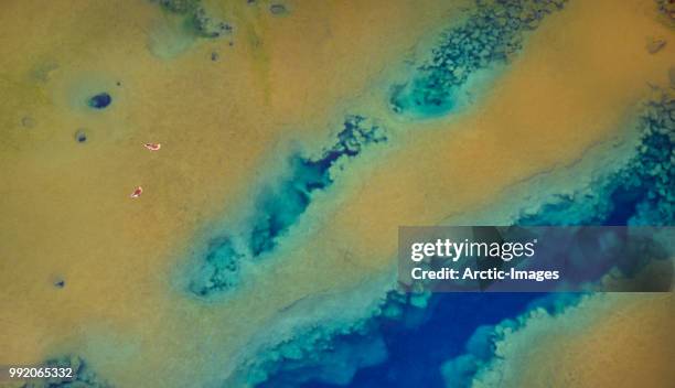 aerial- birds in the water, flosagja fissure, thingvellir national park, iceland - south central iceland stock pictures, royalty-free photos & images