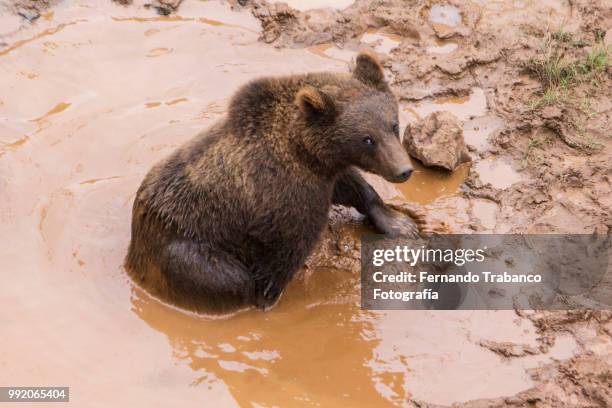 bear looking at camera in the water - fotografía stock-fotos und bilder