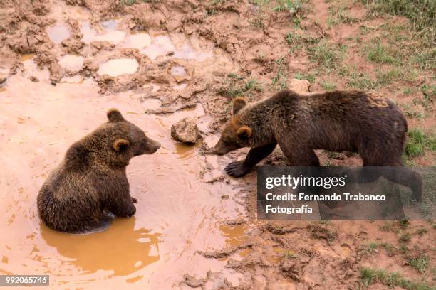 bears bathing - fernando trabanco ストックフォトと画像