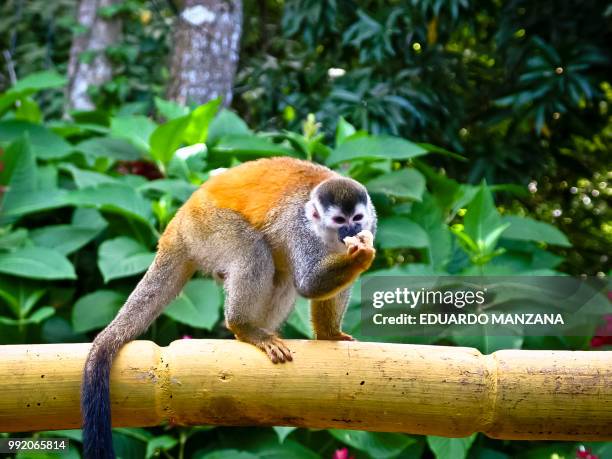 wildlife of costa rica - manzana stock pictures, royalty-free photos & images