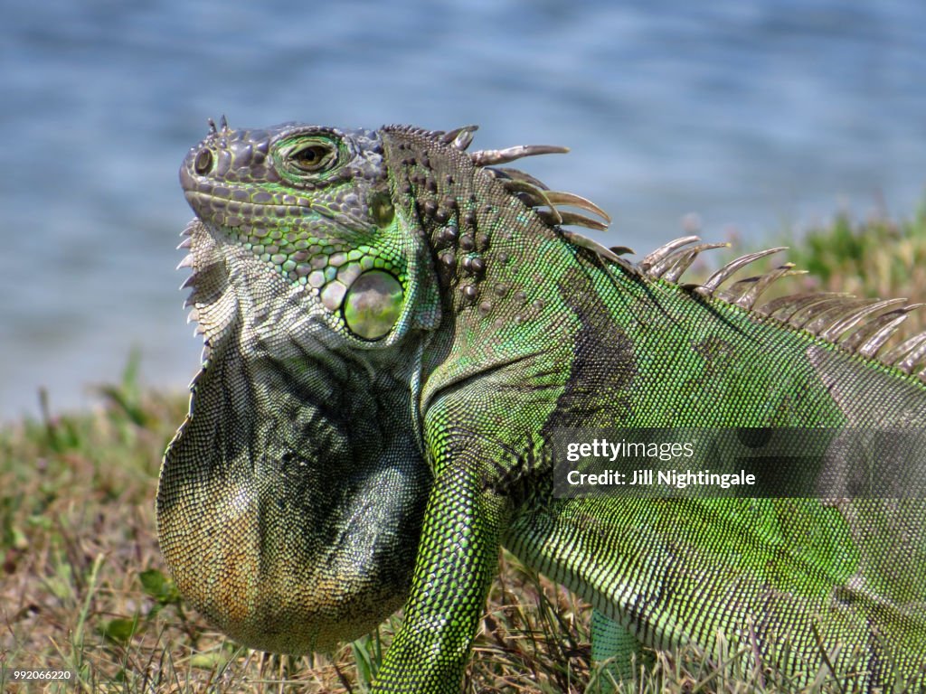 Closeup Green Iguana with Extended Neck Dewlap by Lake