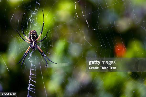 yellow garden spider - orb weaver spider stock pictures, royalty-free photos & images