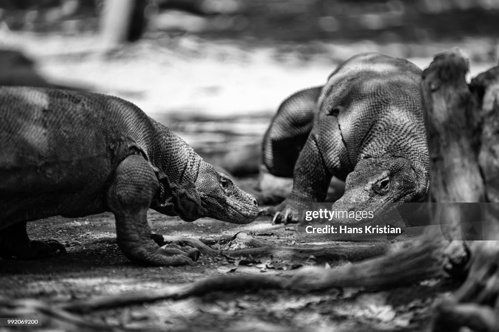 Komodo Dragon