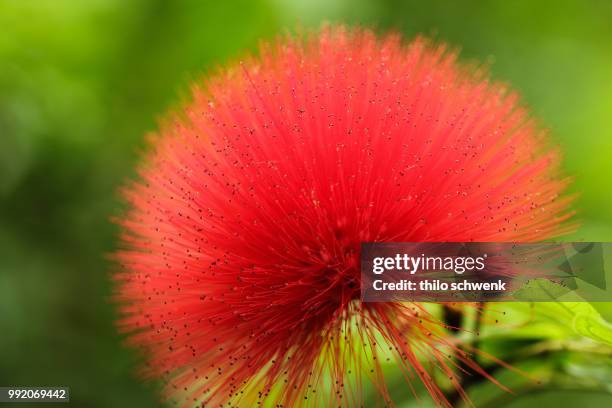 calliandra haematocephala - schwenk stock-fotos und bilder