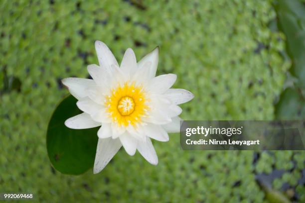white lotus in a pond from a high angle. - lotus pond stock pictures, royalty-free photos & images
