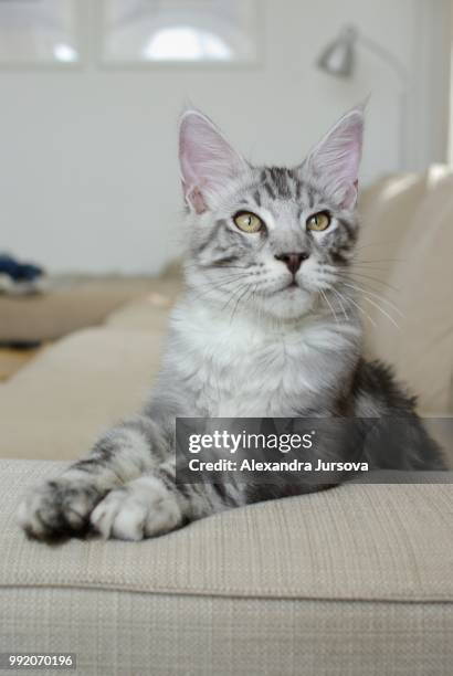 maine coon cat - maine coon cat ストックフォトと画像