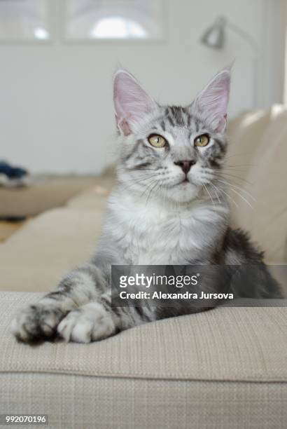 maine coon cat - grey maine coon stock pictures, royalty-free photos & images