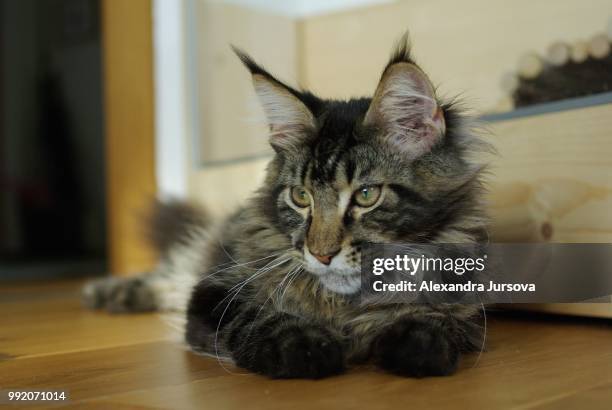 maine coon cat - longhair cat stock-fotos und bilder