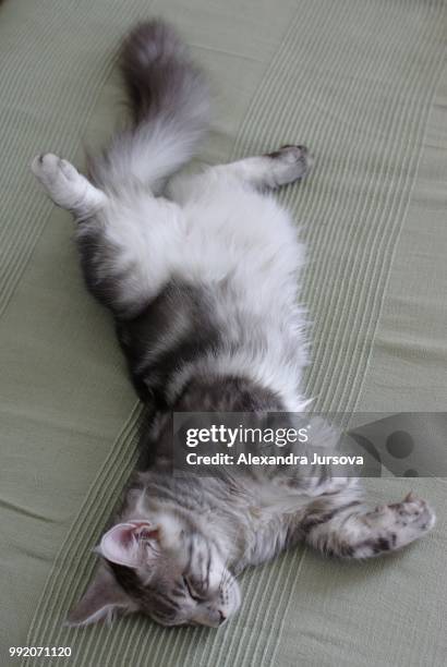 maine coon cat - hairy back stock pictures, royalty-free photos & images