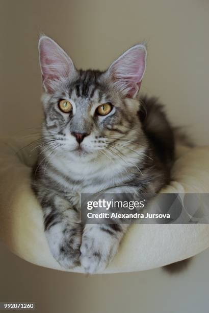 maine coon cat - malandra burrows - fotografias e filmes do acervo