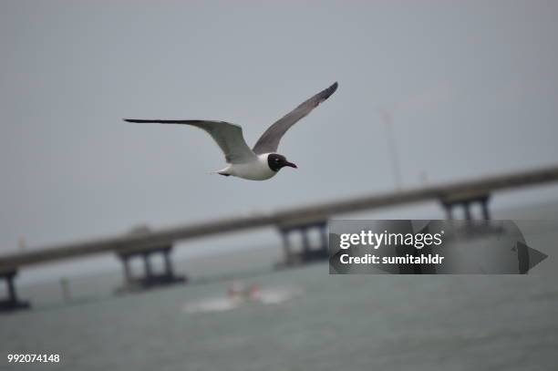 seagull on the south padre beach - padre 個照片及圖片檔