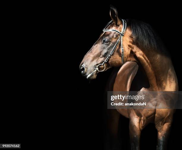 portrait of  beautiful bay breed stallion against black  background - vospaard stockfoto's en -beelden