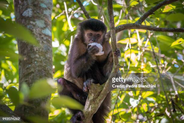 mono capuchino en iguazu - mono capuchino stock-fotos und bilder