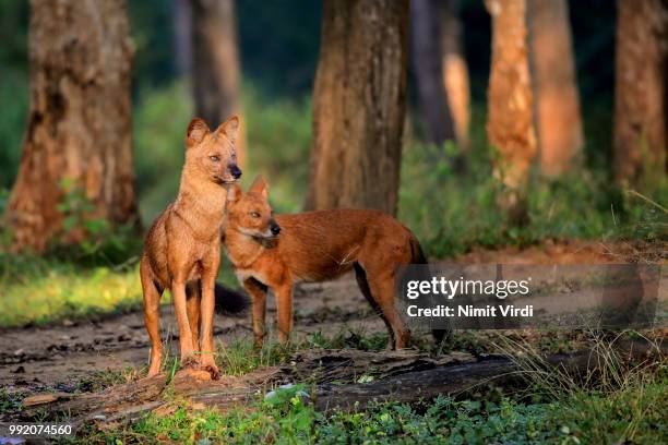 spotlight dhole - dhole stock pictures, royalty-free photos & images