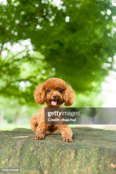 big eyes poodle - caniche de juguete fotografías e imágenes de stock