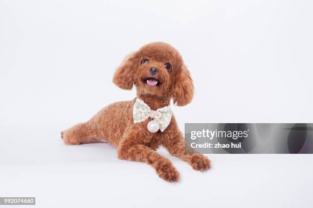 big eyes poodle - toy poodle stock pictures, royalty-free photos & images
