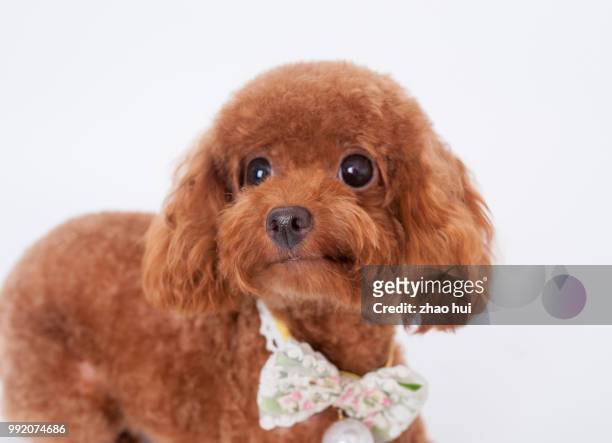big eyes poodle - big eyes stock pictures, royalty-free photos & images