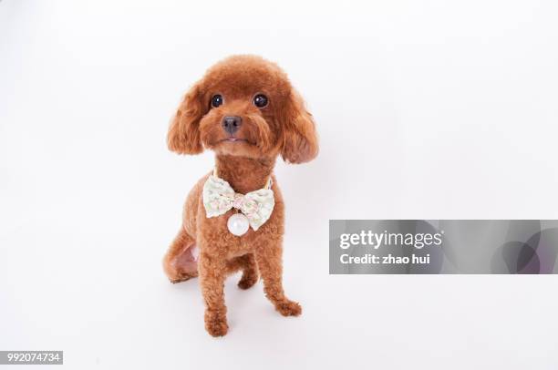 big eyes poodle - caniche de juguete fotografías e imágenes de stock