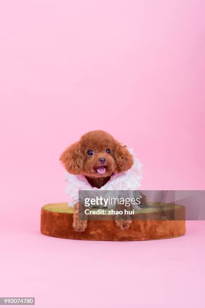 big eyes poodle - big eyes stock pictures, royalty-free photos & images