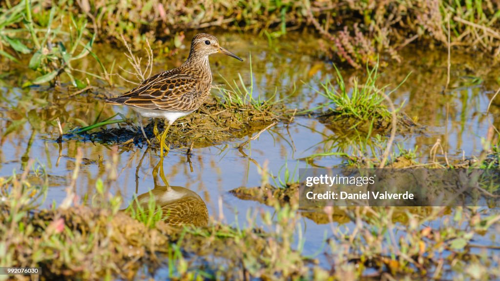 Pectoral Sandpiper
