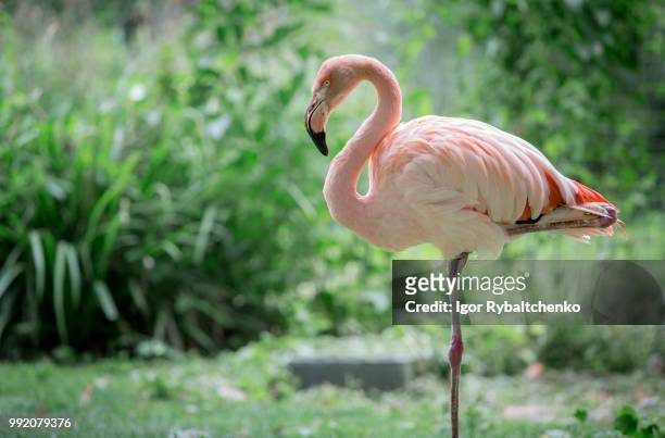 greater flamingo - flamingos fotografías e imágenes de stock
