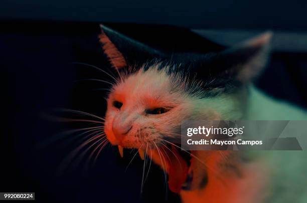 gato feroz - feroz stock pictures, royalty-free photos & images