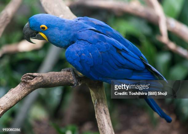 hyacinth macaw - arara azul grande imagens e fotografias de stock