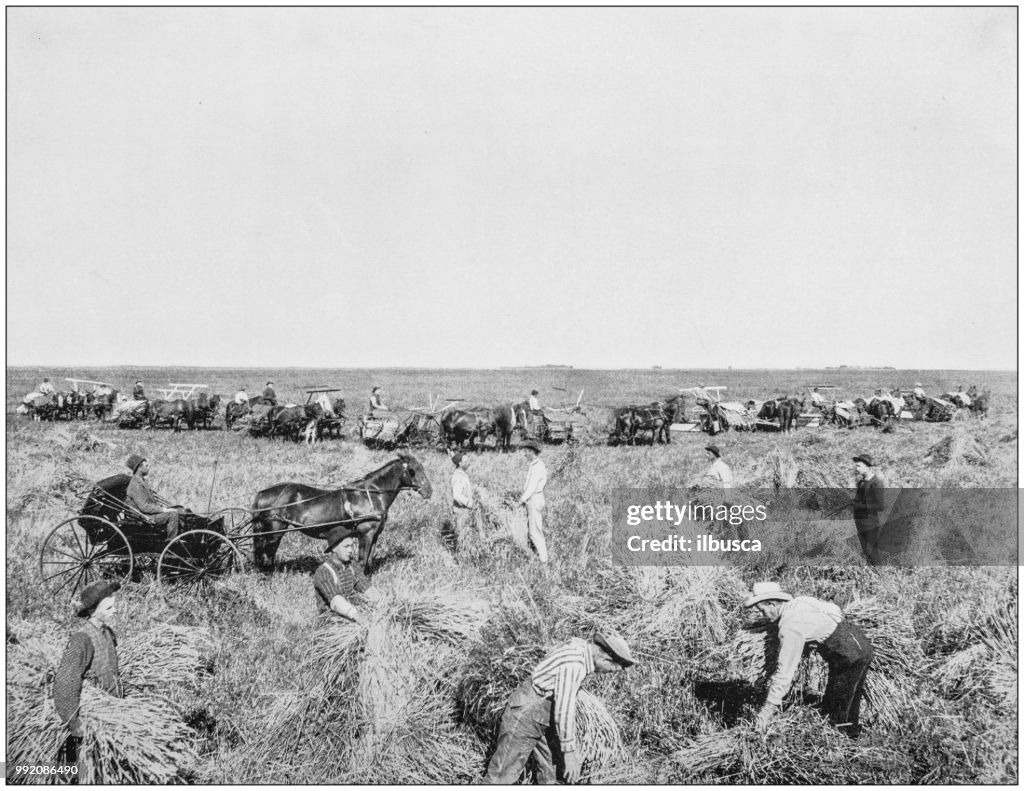 Antique photograph of America's famous landscapes: Harvesting in Dakota