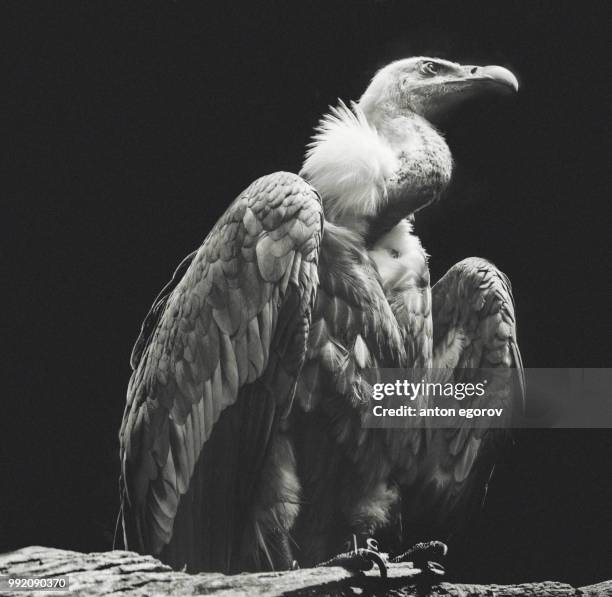 egle - cape vulture stock pictures, royalty-free photos & images