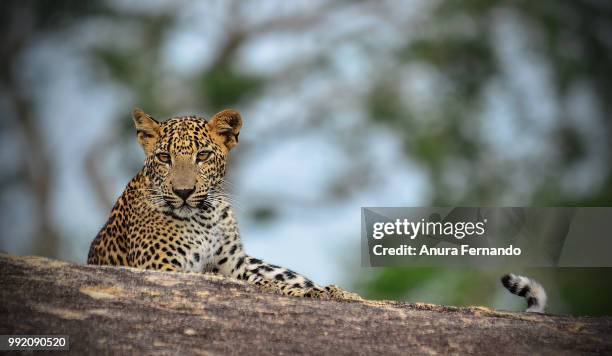 resting leopard - anura stock pictures, royalty-free photos & images