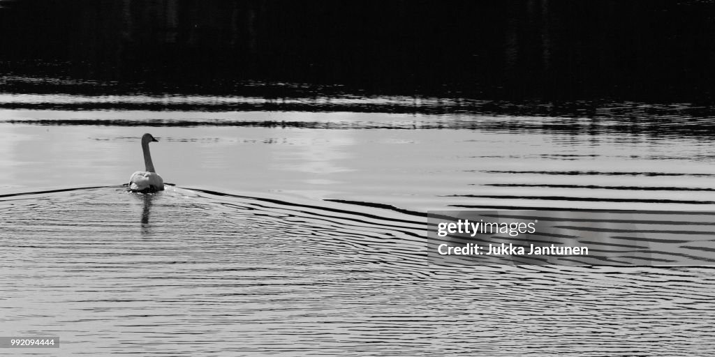 Tagish B&W Trumpeter Swan