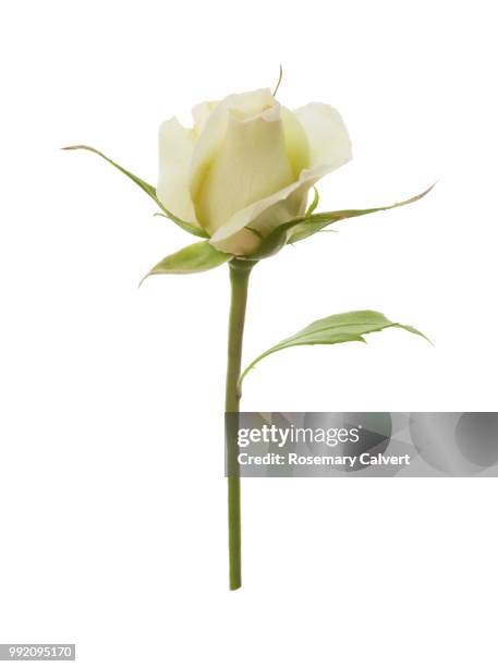 rosa silver anniversary, white rose bud on white. - suprasensorial - fotografias e filmes do acervo