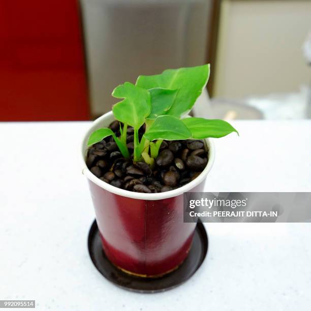 green plant in the small dark brown pot on white desk - pot plant stock pictures, royalty-free photos & images