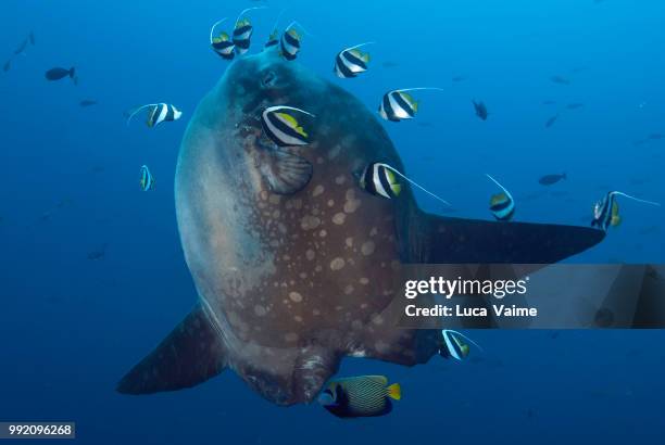 Mola Mola Bali High-Res Stock Photo