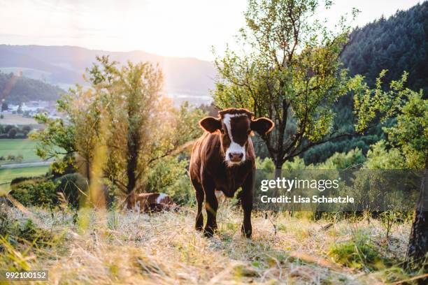 portrait of a cow in the pasture in the black forest - schwarzwald foto e immagini stock