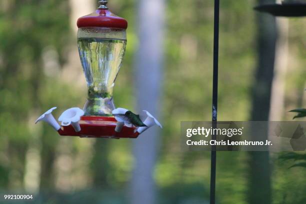 humming bird i - humming stock pictures, royalty-free photos & images