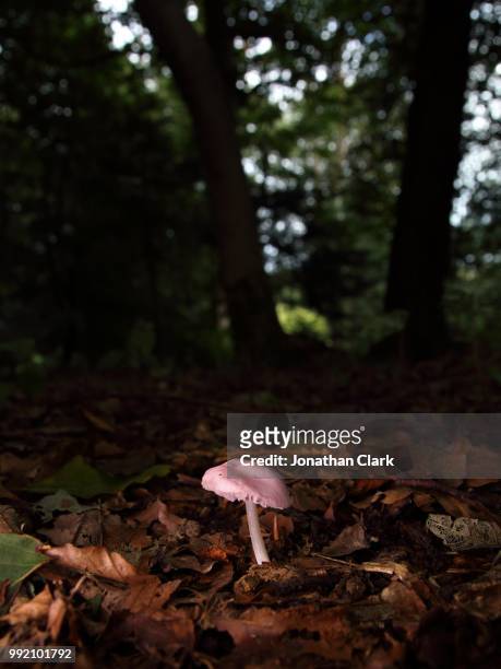 pink in the park - jonathan clark stock-fotos und bilder