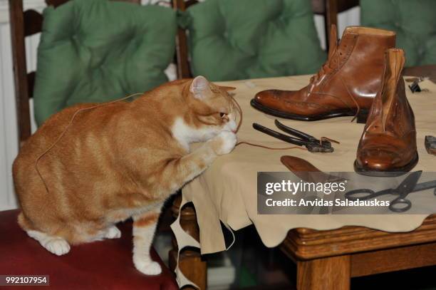 kater beim schuhmacher.handgemachte schuhe. - kater 個照片及圖片檔