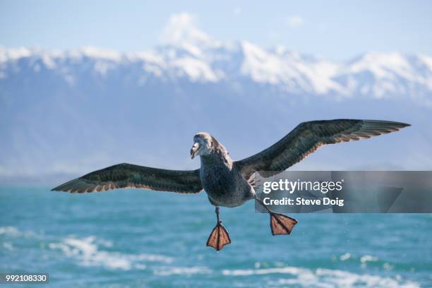 Giant Seagull Photos And Premium High Res Pictures Getty Images giant-seagull-photos-and-premium-high-res-pictures-getty-images