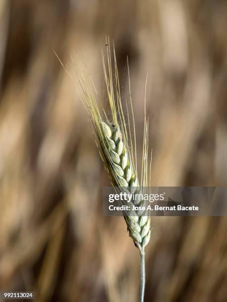 full frame of green spike of a wheat field. - frame border stockfoto's en -beelden