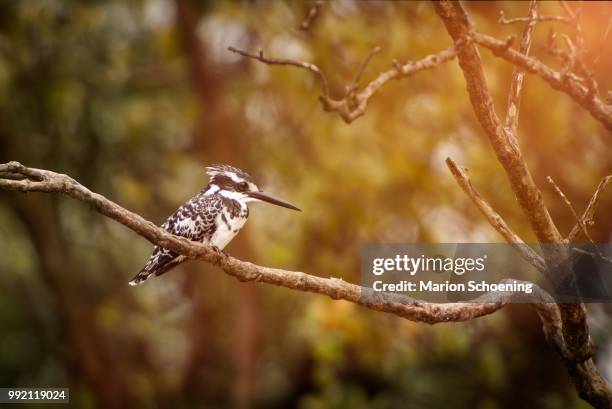 fishers king - pied kingfisher ceryle rudis stock pictures, royalty-free photos & images