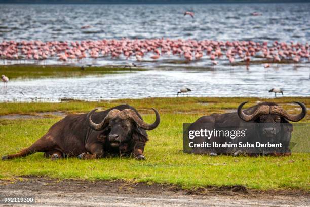 buffalos and flamingos - see lake nakuru stock-fotos und bilder