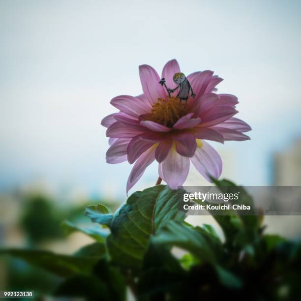 summer flowers and child - kouichi chiba stock pictures, royalty-free photos & images