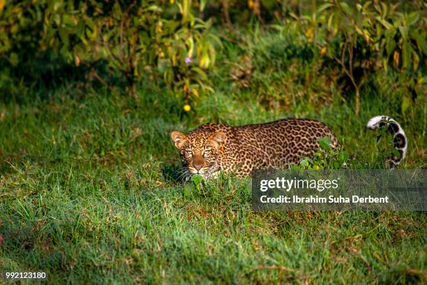 african leopard hiding in bushes - lake nakuru national park bildbanksfoton och bilder