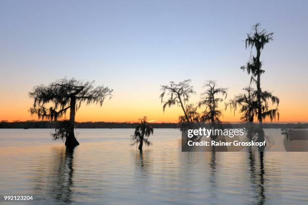 cypress trees in lake martin at sunset - lafayette louisiana stock-fotos und bilder