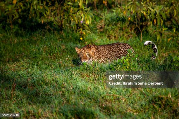 side view of a leopard hiding - lake nakuru national park bildbanksfoton och bilder