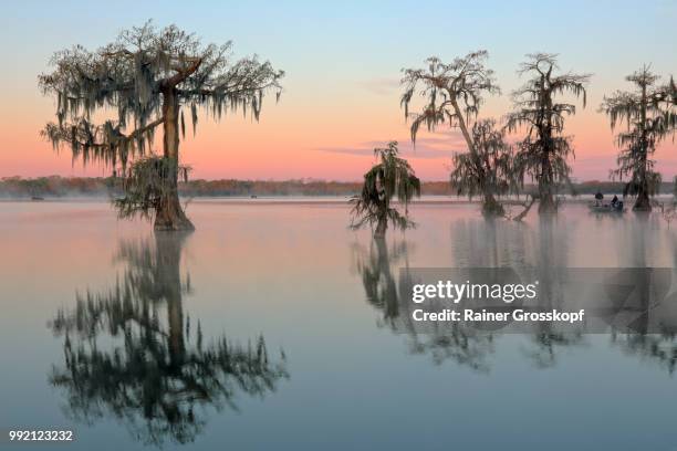 cypress trees in lake martin at sunrise - rainer grosskopf photos et images de collection