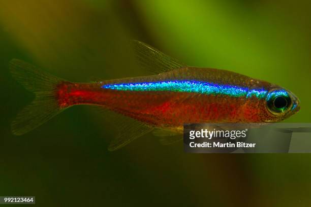 red neon tetra - tetra images stock pictures, royalty-free photos & images